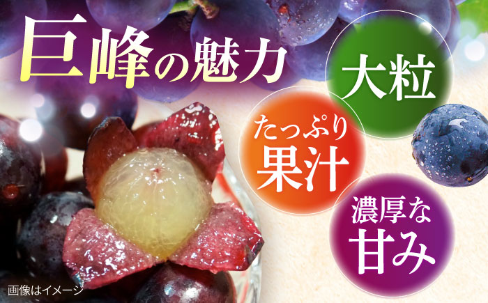 【先行予約：2026年8月中旬より順次発送予定】 巨峰 種あり 約2kg / ぶどう 葡萄 フルーツ / 大村市 / おおむら夢ファームシュシュ [ACAA380]