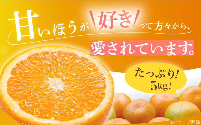 みかん 5kg 詰合せ 長崎県産 / 柑橘 みかん 蜜柑 / 大村市 大又農園[ACZO001]