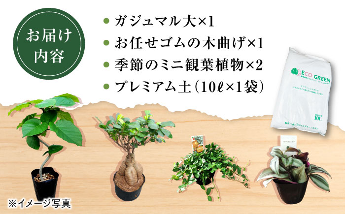 観葉植物オリジナル4点セット（ガジュマル大・ゴムの木曲がり・季節のミニ観葉）/ 観葉植物 室内観葉植物 ガジュマル ガジュマルの木 がじゅまる ゴムの木 インテリア おしゃれ / エコグリーンヒガシ / 大村市[ACAL001]