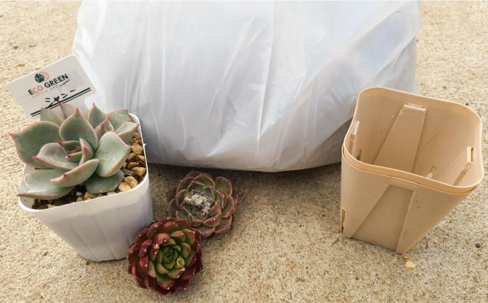 オリジナル鉢付き！かわいい売れ筋多肉植物お届けセットA エコグリーンヒガシ 大村市 [ACAL004]