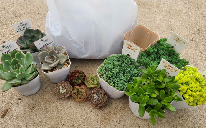 オリジナル鉢付き！かわいい売れ筋多肉植物お届けセットC / 観葉植物 多肉 多肉植物 寄せ植え セット 鉢付き かわいい ミニ 小さい 観葉 インテリア / エコグリーンヒガシ / 大村市[ACAL006]