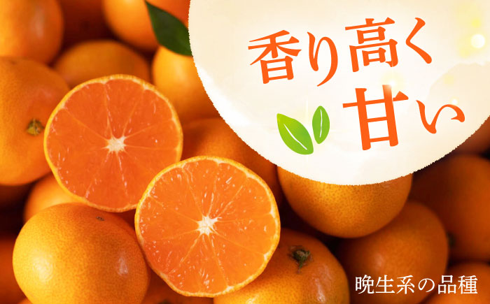 【12月中旬～1月配送】長崎県産 温州みかん (晩生系) 5kg / みかん 蜜柑 ミカン 5kg フルーツ ふるーつ 果物 くだもの  フルーツ 柑橘 /大村市 かとりストアー [ACAN056]