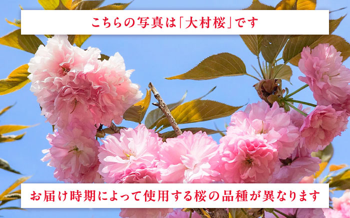 【先行予約・2026年4月下旬～配送】大村育ちの桜ストラップ 大村市/就労継続支援B型SAKURA＋ [ACBU001]