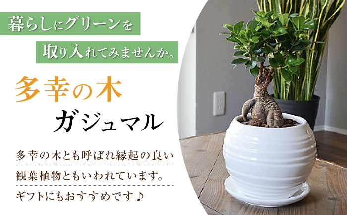 観葉植物 ガジュマル 多幸の木 ボール形 陶器 鉢 （白） / ガジュマル 陶器鉢 観葉 植物 インテリア おしゃれ プレゼント / 大村市 /琴花園[ACYK008]