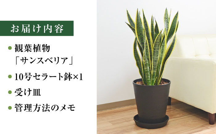 観葉植物  サンスベリア  ローレンティ 10号 ブラックセラート 鉢植え インテリア / サンスベリア 鉢植え 観葉 植物 インテリア おしゃれ プレゼント / 大村市 /琴花園[ACYK013]