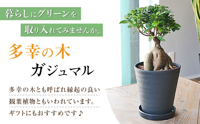 観葉植物 ガジュマル 多幸の木 6号 ブラックセラアート 鉢 / ガジュマル 鉢植え 観葉 植物 インテリア おしゃれ プレゼント / 大村市 /琴花園[ACYK015]