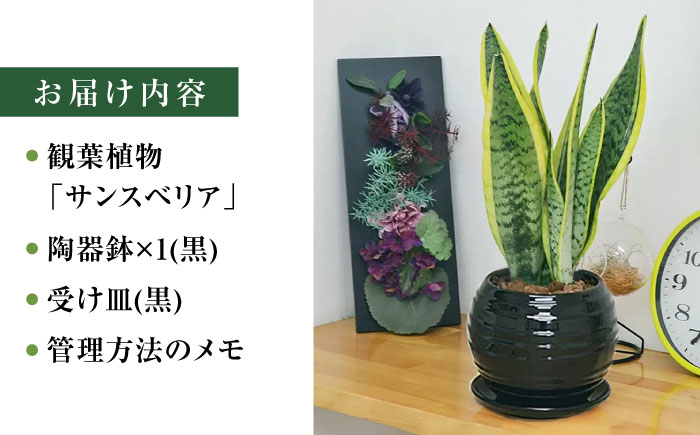 観葉植物 サンスベリア ボール型 陶器鉢 黒 / 観葉 植物 インテリア おしゃれ プレゼント / 大村市 / 琴花園[ACYK016]