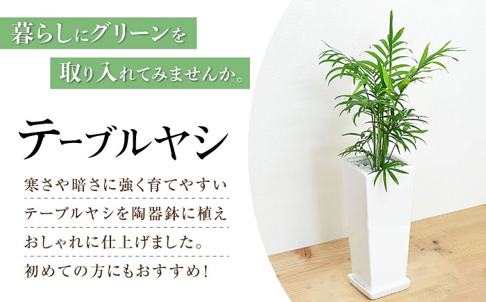 観葉植物 テーブルヤシ スクエア 陶器鉢 受け皿付き  / 観葉 植物 インテリア おしゃれ プレゼント / 大村市 / 琴花園[ACYK017]