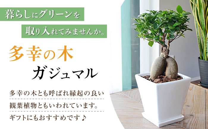 観葉植物 ガジュマル 多幸の木 ホワイトスクエア 陶器鉢  / ガジュマル 鉢植え 観葉 植物 インテリア おしゃれ プレゼント / 大村市 /琴花園[ACYK018]