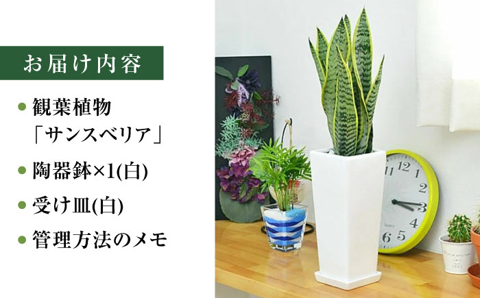 観葉植物 サンスベリア 陶器鉢植え 植物 インテリア 角型  / 観葉 植物 インテリア おしゃれ プレゼント / 大村市 / 琴花園[ACYK020]