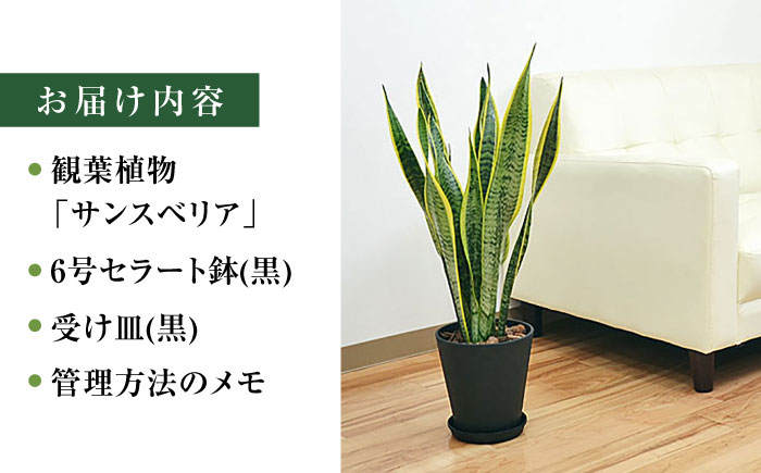 観葉植物 サンスベリア  6号 セラート鉢植え / サンスベリア 鉢植え 室内 観葉植物 インテリア セラート おしゃれ 鉢植え/ 大村市 /琴花園 [ACYK021]