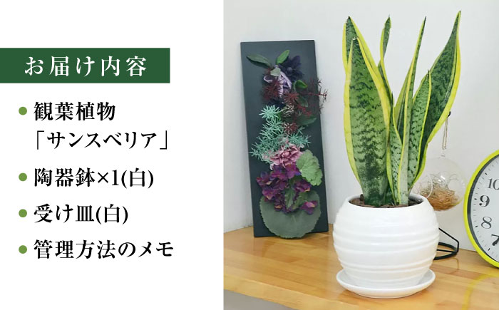 観葉植物 サンスベリア ボール型 陶器鉢  白 / 観葉 植物 インテリア おしゃれ / 大村市 / 琴花園[ACYK025]