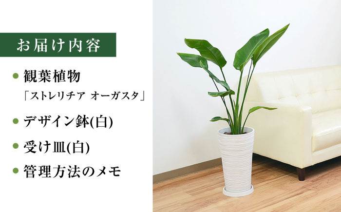 ストレリチア オーガスタ デザイン鉢（ホワイト） / 観葉 植物 インテリア おしゃれ / 大村市 / 琴花園[ACYK031]