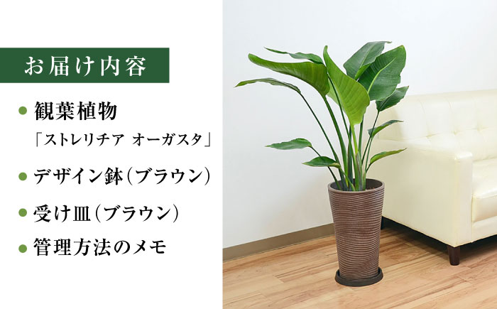 ストレリチア オーガスタ デザイン鉢（ブラウン） / 大村市 / 琴花園[ACYK032] 観葉植物 オーガスタ インテリア ストレリチア デザイン鉢