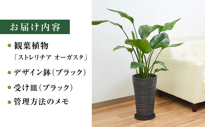 ストレリチア オーガスタ デザイン鉢（ブラック） / 観葉 植物 インテリア おしゃれ プレゼント / 大村市 琴花園[ACYK033]