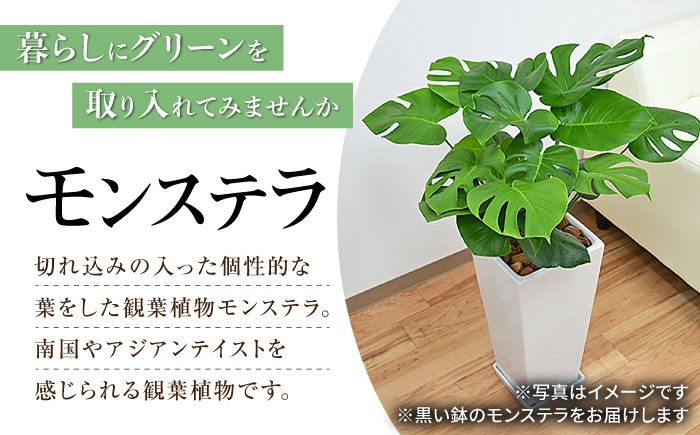 観葉植物 モンステラ 8号  陶器鉢植え 黒（80～100cm前後）/ 室内観葉植物 インテリア ロングスクエア 大型 おしゃれ 鉢植え / 大村市 / 琴花園 [ACYK034]