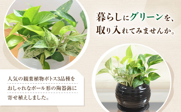 観葉植物 ポトス オウゴンカズラ 3種 寄せ植え ボール形 陶器 鉢植え （黒）/観葉 鉢 植物 インテリア おしゃれ プレゼン/大村市/琴花園 [ACYK036]