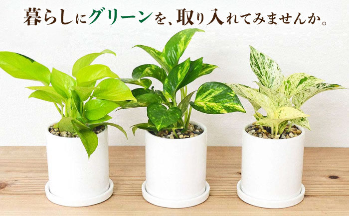 観葉植物 ポトス 3種類 3鉢セット/観葉 観葉植物セット ぽとす 植物 鉢 インテリア おしゃれ プレゼント/大村市/琴花園 [ACYK037]