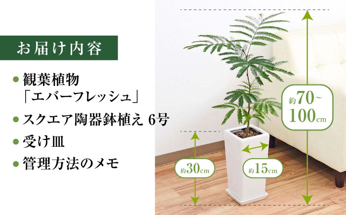 観葉植物 エバーフレッシュ ネムノキ スクエア陶器鉢植え 6号/観葉 鉢 植物 インテリア おしゃれ プレゼント/大村市/琴花園 [ACYK038]