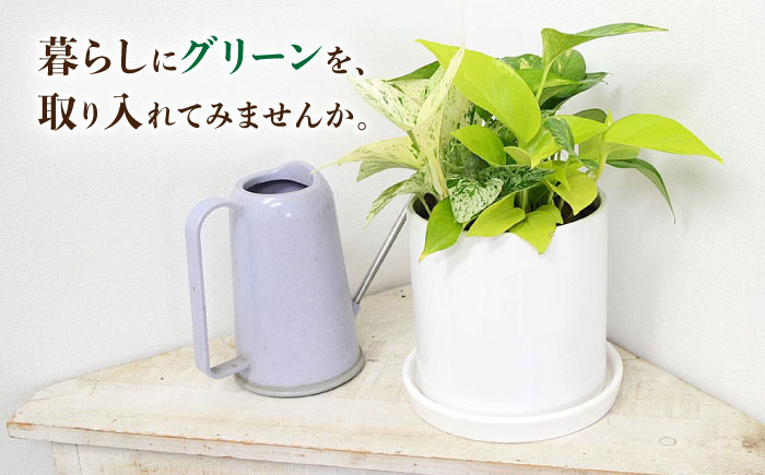 観葉植物 ポトス 3種類寄せ植え 円柱形陶器鉢植え/観葉 観葉植物 ぽとす 植物 鉢 インテリア おしゃれ プレゼント/大村市/琴花園 [ACYK039]