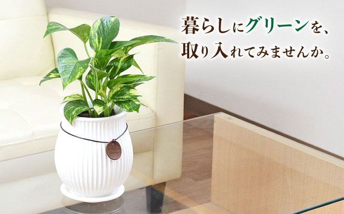 観葉植物 ポトス陶器鉢 バーティカルライン タグ付き 3号/ ポトス ぽとす 観葉 植物 インテリア おしゃれ プレゼント/大村市/琴花園 [ACYK040]