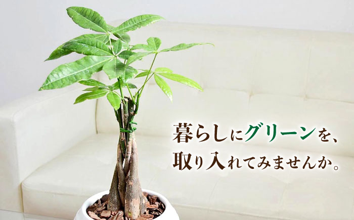 観葉植物 パキラ 編み込み ボール形 陶器鉢植え/ 観葉 植物 インテリア おしゃれ プレゼント/大村市/琴花園 [ACYK041]