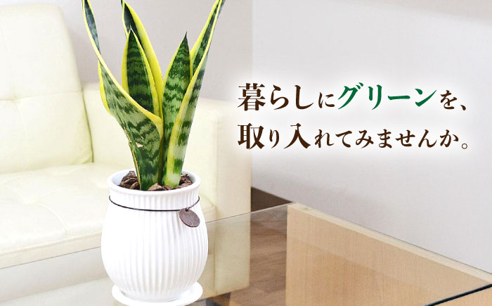 観葉植物 サンスベリア  ローレンティ バーティカルライン タグ付き 4号 ホワイト/サンスベリア 鉢植え 観葉 植物 インテリア おしゃれ プレゼント/大村市/琴花園 [ACYK043]