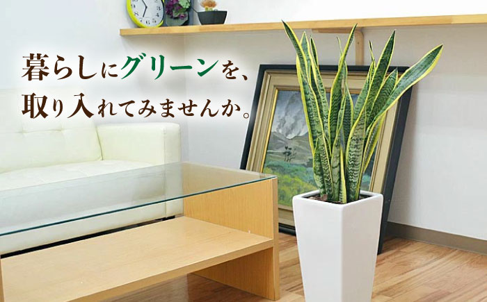観葉植物 サンスベリア ローレンティ 7号 白 陶器鉢植え 75cm ロングスクエア/サンスベリア 鉢植え 観葉 植物 インテリア おしゃれ プレゼント/大村市/琴花園 [ACYK044]