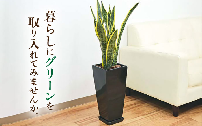 観葉植物 サンスベリア ローレンティ 7号 黒 陶器鉢植え 75cm ロングスクエア/サンスベリア 鉢植え 観葉 植物 インテリア おしゃれ プレゼント/大村市/琴花園 [ACYK045]