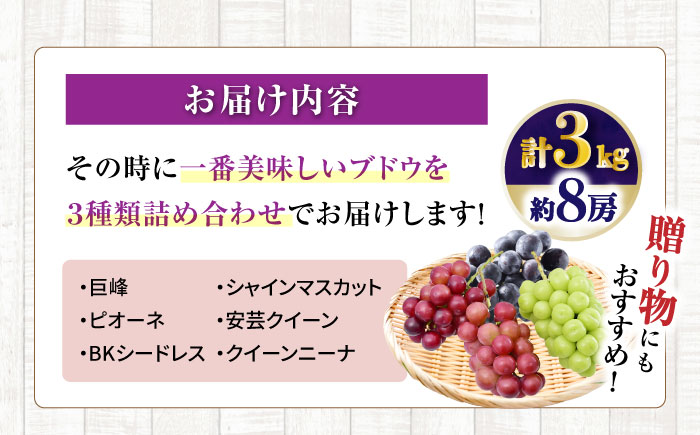 【先行受付】8月下旬より順次発送 旬のブドウ　3種詰め合わせ　約3kg　箱入り / ぶどう 葡萄 ブドウ フルーツ ふるーつ 果物 くだもの / 大村市 / 大又農園 [ACZO004]