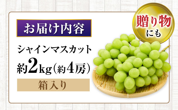 【先行受付】8月下旬より順次発送 シャインマスカット　約2kg 箱入り / シャインマスカット しゃいんますかっと ぶどう ブドウ 葡萄 フルーツ ふるーつ 果物 くだもの / 大村市 / 大又農園 [ACZO005]