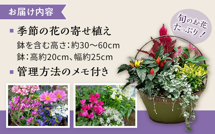 おまかせ 季節の寄せ植え プランター 1鉢 /  観葉植物 鉢植え 鉢 植物 花 フラワー 旬 育てやすい 寄せ植え おしゃれ インテリア プランター / 大村市 /アトリウム琴花園[ACZZ008]