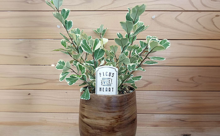 【年12回定期便 】おまかせ そのまま飾れる インテリアグリーン  / 植物 観葉植物 鑑賞用 インテリアグリーン インテリア 室内 おまかせ 置き型 / 大村市 / アトリウム琴花園[ACZZ010]