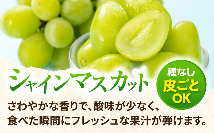 【2026年8月中旬より順次発送予定】シャインマスカット・ぶどうセット 約1.5kg / 先行予約 シャインマスカット しゃいんますかっと マスカット ますかっと ブドウ ぶどう 葡萄 フルーツ ふるーつ 果物 くだもの / 大村市 / おおむら夢ファームシュシュ[ACAA007]
