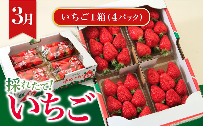 【4回定期便】いちごとスイーツコース（ジェラート・プリン・ジュレ・いちご） / スイーツ すいーつ スイーツ定期便 プリン ジュレ じゅれ ぷりん ジュース アイス あいす アイスクリーム あいすくりーむ ジェラート じぇらーと いちご イチゴ 苺 / 大村市 / おおむら夢ファームシュシュ[ACAA068]