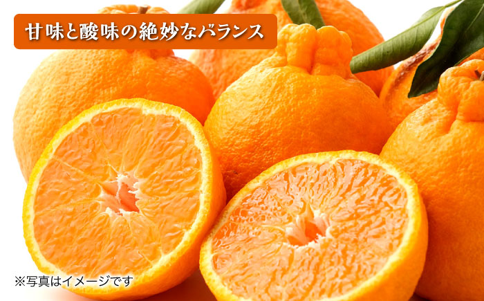 【2026年3月中旬より順次発送予定】不知火 5kg　/ しらぬい みかん 果実 柑橘 / 大村市 / おおむら夢ファームシュシュ [ACAA299]