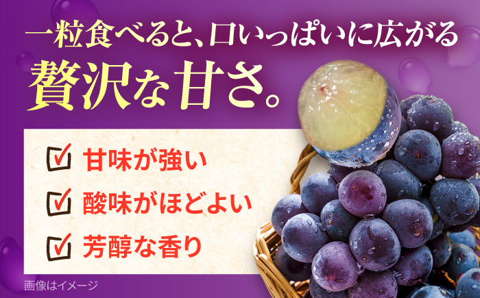 【先行予約：2026年8月中旬より順次発送予定】 巨峰 種あり 約1.5kg / ぶどう 葡萄 フルーツ / 大村市 / おおむら夢ファームシュシュ [ACAA379]