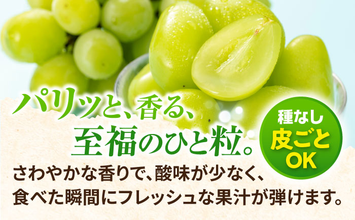 【2026年8月中旬以降発送開始】 シャインマスカット 2～3房 約1.5kg /マスカット シャイン ぶどう 葡萄/大村市/おおむら夢ファームシュシュ [ACAA480]