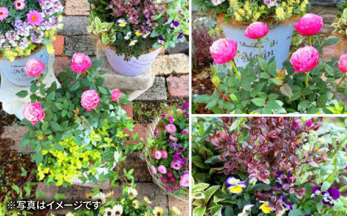 【4回定期便】おまかせ 季節の寄せ植え プランター / 寄せ植え 鉢植え テラコッタ鉢 花 季節の花 プランター / 大村市 アトリウム琴花園[ACZZ006]