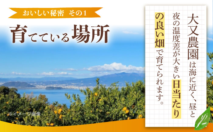 みかん 5kg 詰合せ 長崎県産 / 柑橘 みかん 蜜柑 / 大村市 大又農園[ACZO001]