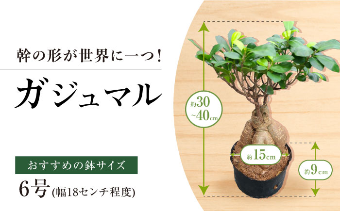 観葉植物オリジナル4点セット（ガジュマル大・ゴムの木曲がり・季節のミニ観葉）/ 観葉植物 室内観葉植物 ガジュマル ガジュマルの木 がじゅまる ゴムの木 インテリア おしゃれ / エコグリーンヒガシ / 大村市[ACAL001]