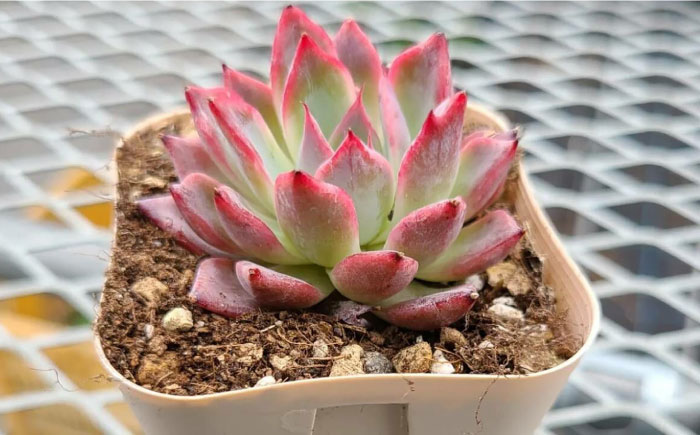 オリジナル鉢付き！かわいい売れ筋多肉植物お届けセットA エコグリーンヒガシ 大村市 [ACAL004]