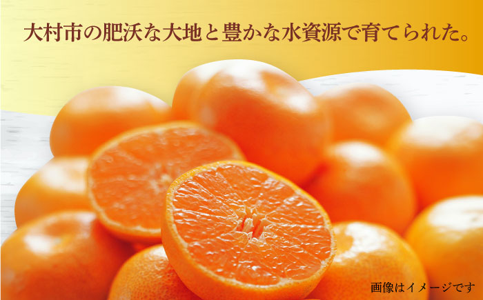 【12月中旬～1月配送】長崎県産 温州みかん (晩生系) 5kg / みかん 蜜柑 ミカン 5kg フルーツ ふるーつ 果物 くだもの  フルーツ 柑橘 /大村市 かとりストアー [ACAN056]