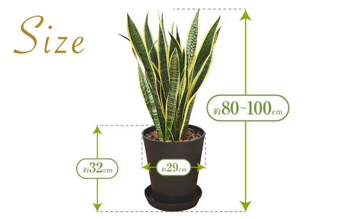 観葉植物  サンスベリア  ローレンティ 10号 ブラックセラート 鉢植え インテリア / サンスベリア 鉢植え 観葉 植物 インテリア おしゃれ プレゼント / 大村市 /琴花園[ACYK013]