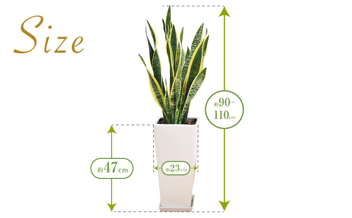 観葉植物 サンスベリア・ローレンティ ロングスクエア 陶器鉢植え（白） BIGサイズ インテリア / サンスベリア 鉢植え 観葉 植物 インテリア おしゃれ プレゼント / 大村市 /琴花園[ACYK014]