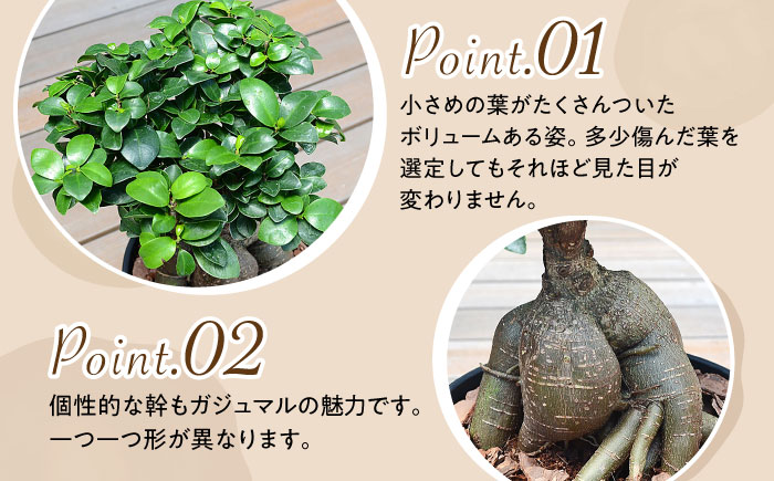 観葉植物 ガジュマル 多幸の木 6号 ブラックセラアート 鉢 / ガジュマル 鉢植え 観葉 植物 インテリア おしゃれ プレゼント / 大村市 /琴花園[ACYK015]