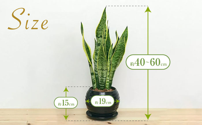 観葉植物 サンスベリア ボール型 陶器鉢 黒 / 観葉 植物 インテリア おしゃれ プレゼント / 大村市 / 琴花園[ACYK016]