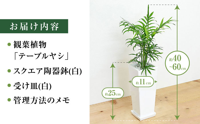 観葉植物 テーブルヤシ スクエア 陶器鉢 受け皿付き  / 観葉 植物 インテリア おしゃれ プレゼント / 大村市 / 琴花園[ACYK017]
