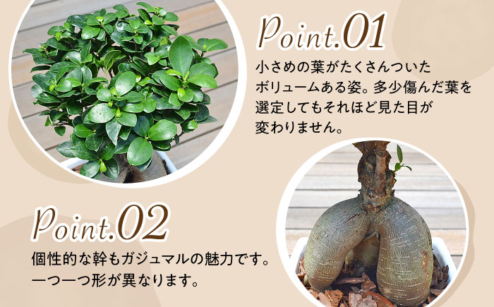 観葉植物 ガジュマル 多幸の木 ホワイトスクエア 陶器鉢  / ガジュマル 鉢植え 観葉 植物 インテリア おしゃれ プレゼント / 大村市 /琴花園[ACYK018]