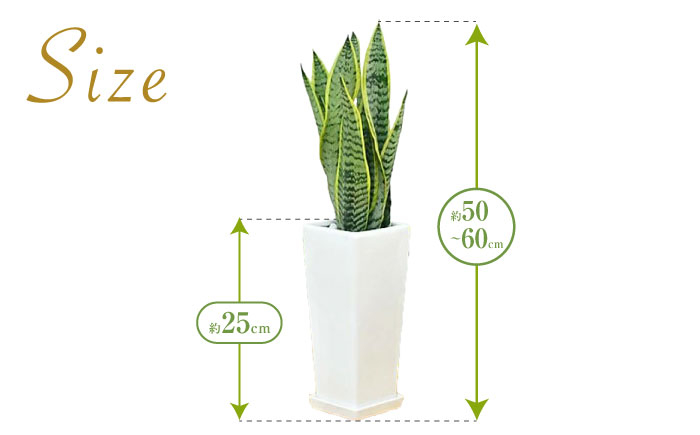 観葉植物 サンスベリア 陶器鉢植え 植物 インテリア 角型  / 観葉 植物 インテリア おしゃれ プレゼント / 大村市 / 琴花園[ACYK020]